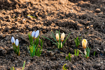 Soil with colorful crocus flowers