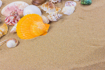 seashells on sand beach