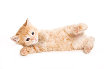Ginger tabby kitten looking at the camera (isolated on white)
