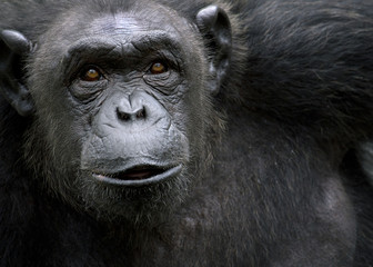 Obraz premium Portrait of black chimpanzee close-up