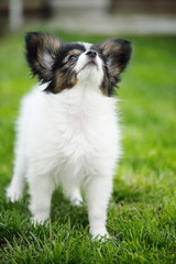 Papillon on the green grass