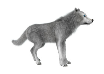 3D Illustration Polar Wolf on White