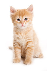 Ginger tabby kitten looking at the camera (isolated on white)