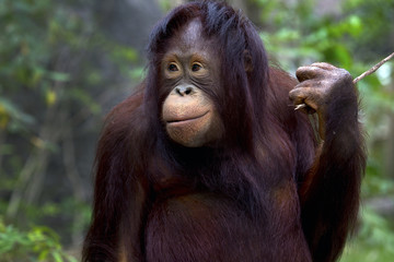 Portrait of orangutan in the wild.