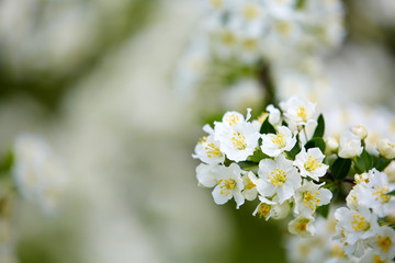 white tree flowers