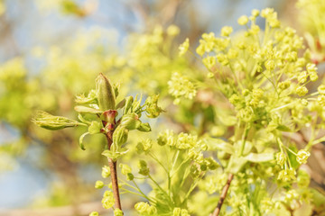 Spring flowering branches