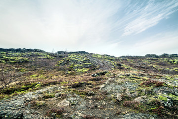 Lava field in Iceland with moss