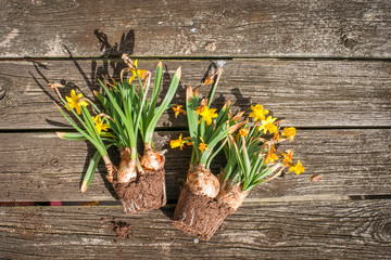 Withered daffodils on wooden background