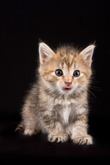Fluffy red kitten (isolated on black)
