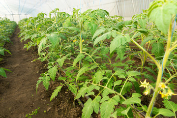 Tomato seedling before planting into the soil, greenhouse plants, drip irrigation, greenhouse cultivation of tomatoes in agriculture, hard-working farmer hands