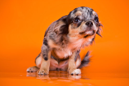 Cute Puppy Chihuahua Dog On An Orange Background