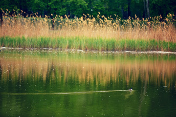 duck on the lake