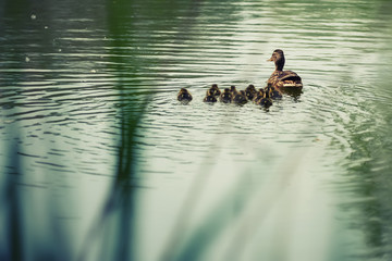 duck with little ducks