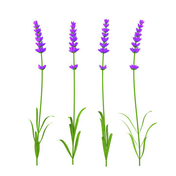 Lavender flower with buds rendered from four angles and isolated on white background. 3D illustration.