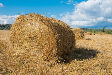 Harvested field with straw bales hay-roll in summer