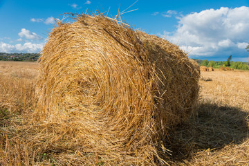 Harvested field with straw bales hay-roll in summer