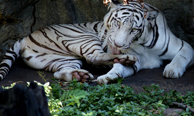 white tiger