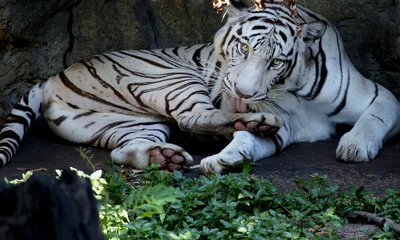 Foto auf Acrylglas Panther white tiger