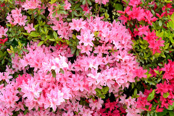 ピンク色のツツジの花