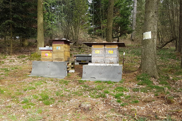 Fototapeta premium Bienen, Bienenstock, Apis; mellifera