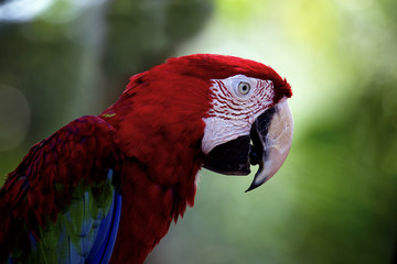Green-winged Macaw Ara chloropterus