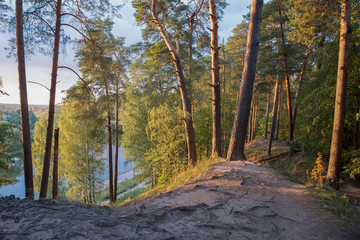 Obraz premium Beautiful pine stand on the high bank of the river