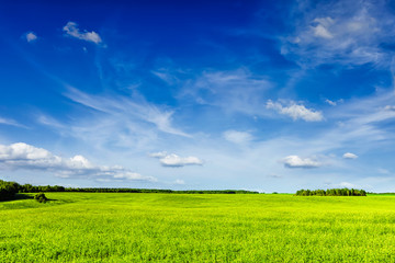 Spring summer green field scenery lanscape 