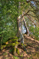 The root system of an old pine forest on the hillside