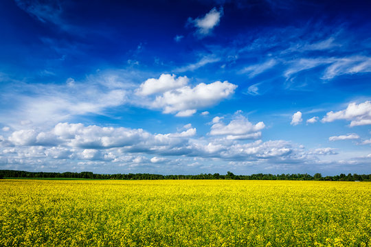 Spring summer background - canola field with blue sky