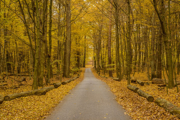 narrow asphalt road in colorful autumn forest
