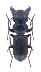 Beetle Odontocarus asiaticus