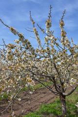 cherry garden in bloom
