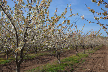cherry garden in bloom
