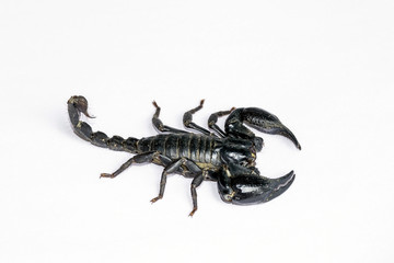 Black Scorpion isolated on white background.