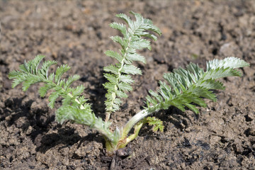 Gaensefingerkraut; Potentilla, anserina