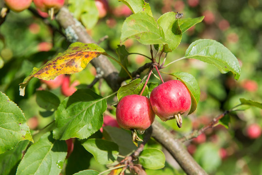 Two red apples on apple tree branch in summer