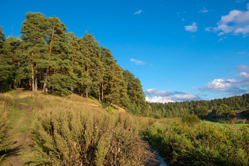 Big beautiful pine trees grow on the big hill above the river
