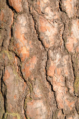 Full screen image of brown pine-tree's bark.