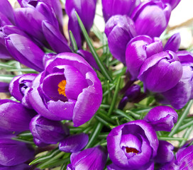 Obraz premium Gartenkrokus, crocus; Vernus