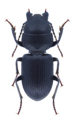 Beetle Dixus obscurus