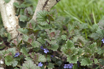 Gundelrebe; Glechoma, hederacea; Keimling, Sproessling