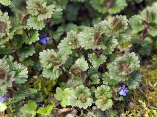 Gundelrebe; Glechoma, hederacea; Keimling, Sproessling