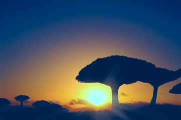 Endemic rare plants of the planet. Dragon tree silhouetted against the sunset at dusk. Yemen....