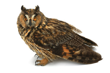  owl