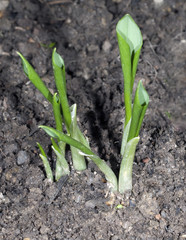 Baerlauch; Allium; ursinum; Keimling