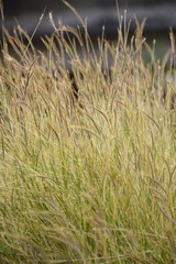 grass flower in nature garden