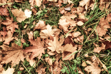 Natural still life from a forest grass and yellow maple leaves