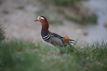 männliche Mandarinente im Gras