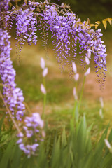 purple flowers in spring