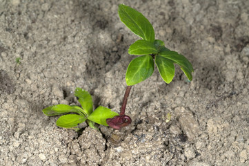 Christrose; Helleborus niger; Keimling, Sproessling